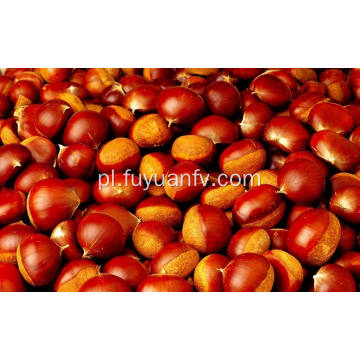 Professional Exporting New Season 70-90 Size Fresh Chestnut